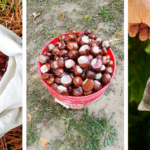 13 Flower Bulbs to Plant in October Before the Ground Freezes
