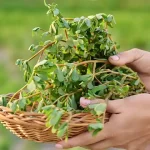 These were all over my pant leg during a walk today