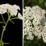 Why Everyone Should Have a Spider Plant at Home: 8 Reasons