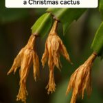 14 bulb planting mistakes sabotaging your spring blooms