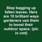 Can someone help identify this plant for me?