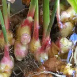 Rub coffee grounds on your lips. The result will make you a true believer