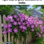 15 plants that can grow just in water