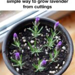 My nana taught me this hack to keep roses blooming nonstop in 3 mins with 0 work. Here’s how it works