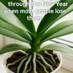 Here’s how to prevent leaf damage for the New Year when heaters run nonstop