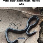 Stop pulling this up —it’s not a weed. Here’s why