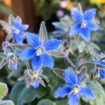 Got extra wire fencing? Here are 10 practical ways to repurpose it in your yard and garden.