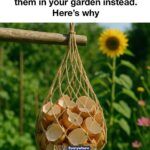 Most folks never figure it out. Why your basil plants keep wilting & the no-fail hack to revive them