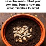 Plant a rose in a tomato slice & get this stunning effect in your garden