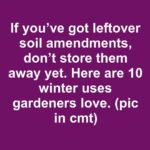 Here’s why soaking methods can cause hidden root rot in a Christmas cactus