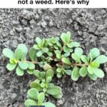 Here’s why cozy heated rooms can stress a Christmas cactus during Christmas cactus bloom time