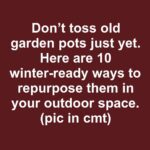 Why You Should Grow Calendula: The Healing Flower Every Gardener Should Have