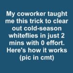 My dad taught me this trick to wipe out winter slugs in just 5 mins with 0 effort. Here’s how it works