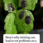 Here’s why not removing old flowers can slowly weaken a Christmas cactus