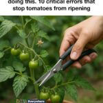 My grandma taught me this trick to stop winter aphids instantly in just 2 mins with 0 effort. Here’s how it works