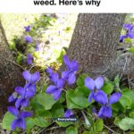 If you find this snake in your yard, don’t harm them. Here’s why