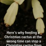 Here’s why cutting back perennials too early can damage plants over winter