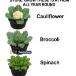 My dad taught me this trick to halt earwigs instantly in just 1 min with 0 effort. Here’s how it works