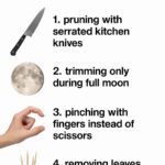 My nana taught me this hack to make orchids rebloom fast in 5 mins with 0 work. Here’s how it works