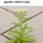 Here’s how to prevent leaf damage for the New Year when heaters run nonstop