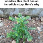 If you have leftover soil bags, don’t throw them out. Here are 10 smart ways gardeners reuse them every season