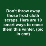 My brother taught me this trick to stop winter mealybugs fast in just 3 mins with 0 effort. Here’s how it works