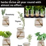 Why Do White Spots Appear on Your Skin? The 8 Hidden Causes You Should NEVER Ignore After 50 (And the Natural Fixes That Are Quietly Clearing Them Up)