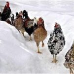 What is Water Roux and How To Use The Japanese Bread-Making Technique