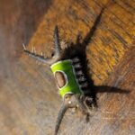 Should You Freeze Persimmons To Ripen Them Faster?