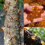 Overnight Home Remedy to Reduce Skin Blemishes and Dark Marks