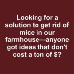 The Magic of a Clove-Scented Orange Candle