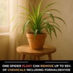 20 Plants And Herbs Which You Can Grow From Cuttings