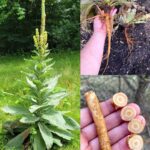 The Natural Ingredient That Makes You Sleep for 8 Hours Straight and Helps You Beat Bloat