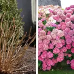 My aunt taught me this trick to remove whitefly clouds in just 1 min with 0 effort. Here’s how it works