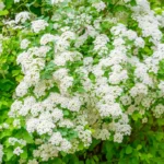 What Does INRI Mean on Jesus’ Cross? | The Explanation You Were Never Given.