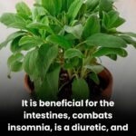 Sting Your Pain Away: How Stinging Nettle Can Ease Arthritis, Joint Pain, and Inflammation