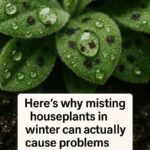 Sick of expensive avocados? Here’s the simplest way to grow them at home