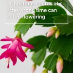 11 best smelling houseplants to make your home smell amazing