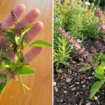 Yogurt Cake with Chocolate Chips: creamy and soft, you will fall in love with every bite