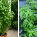 Plant a rose in a tomato slice & get this stunning effect in your garden