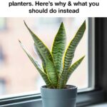 Here’s why Christmas cactus buds suddenly fall off and what usually causes it