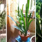 Why Everyone Should Have a Jade Plant at Home: 6 Reasons