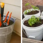 Put Rosemary Around Your Fence Line – The Reason Has Roots in Old Traditions