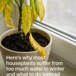 Here’s why calendar watering leads to root issues and bud drop on a Christmas cactus