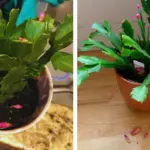 Why You Should Plant Lemongrass Around Your Patio – The Benefits Might Surprise You