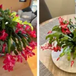 If you find this snake in your yard, don’t harm them. Here’s why