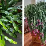 Introvert or Extrovert When Someone Helps Waiters Clear Plates? Psychology Explains