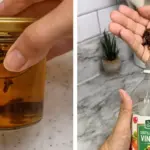 Why You Should Plant Lemongrass Around Your Patio – The Benefits Might Surprise You