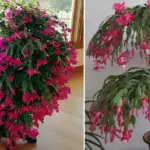 Why You Should Keep a Rosemary Plant in the Kitchen: 8 Amazing Perks