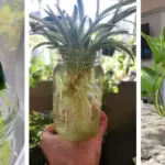 Christmas Cactus Care in December: 7 Steps to Keep the Flowers Blooming All Month Long